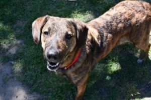 Adina, Adult Female Labrador Retriever