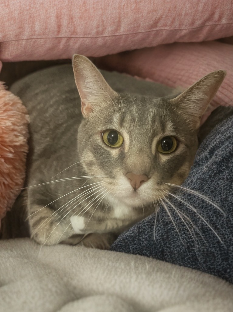 Eren, an adoptable Domestic Short Hair in Vashon, WA, 98070 | Photo Image 1