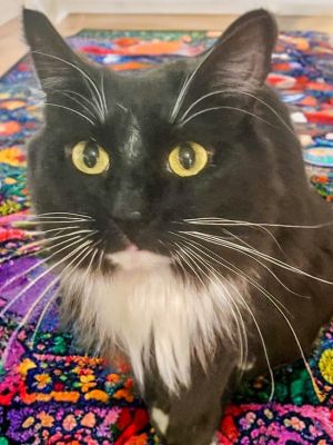 Meet Mimi a stunning young adult black-and-white longhair cat This dear soul is remarkably sweet 