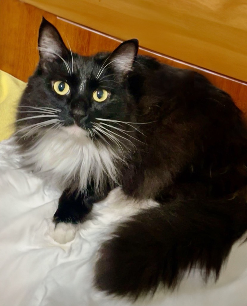 Mimi, an adoptable Domestic Short Hair in Vashon, WA, 98070 | Photo Image 2