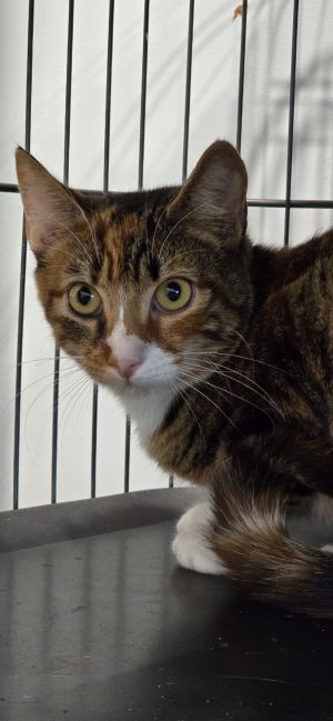 Delilah, Young Female Domestic Short Hair