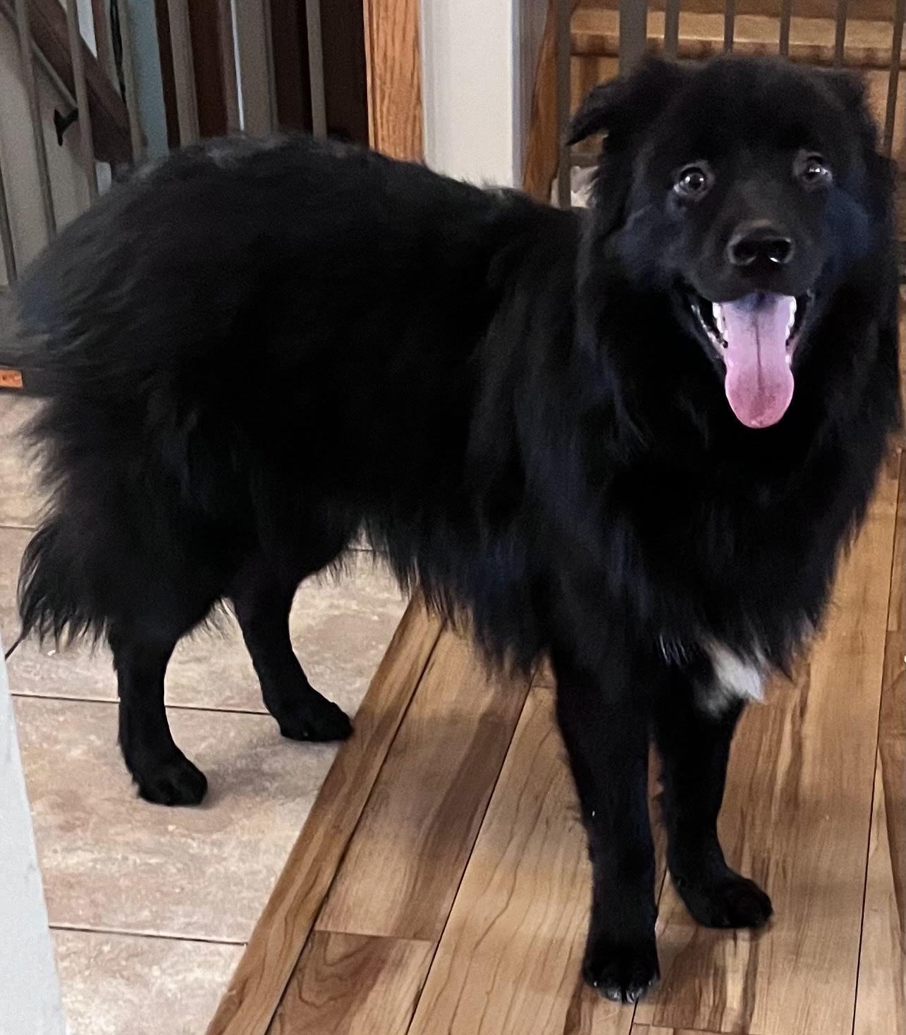 Frankey, an adoptable Spitz, Border Collie in Savage, MN, 55378 | Photo Image 1