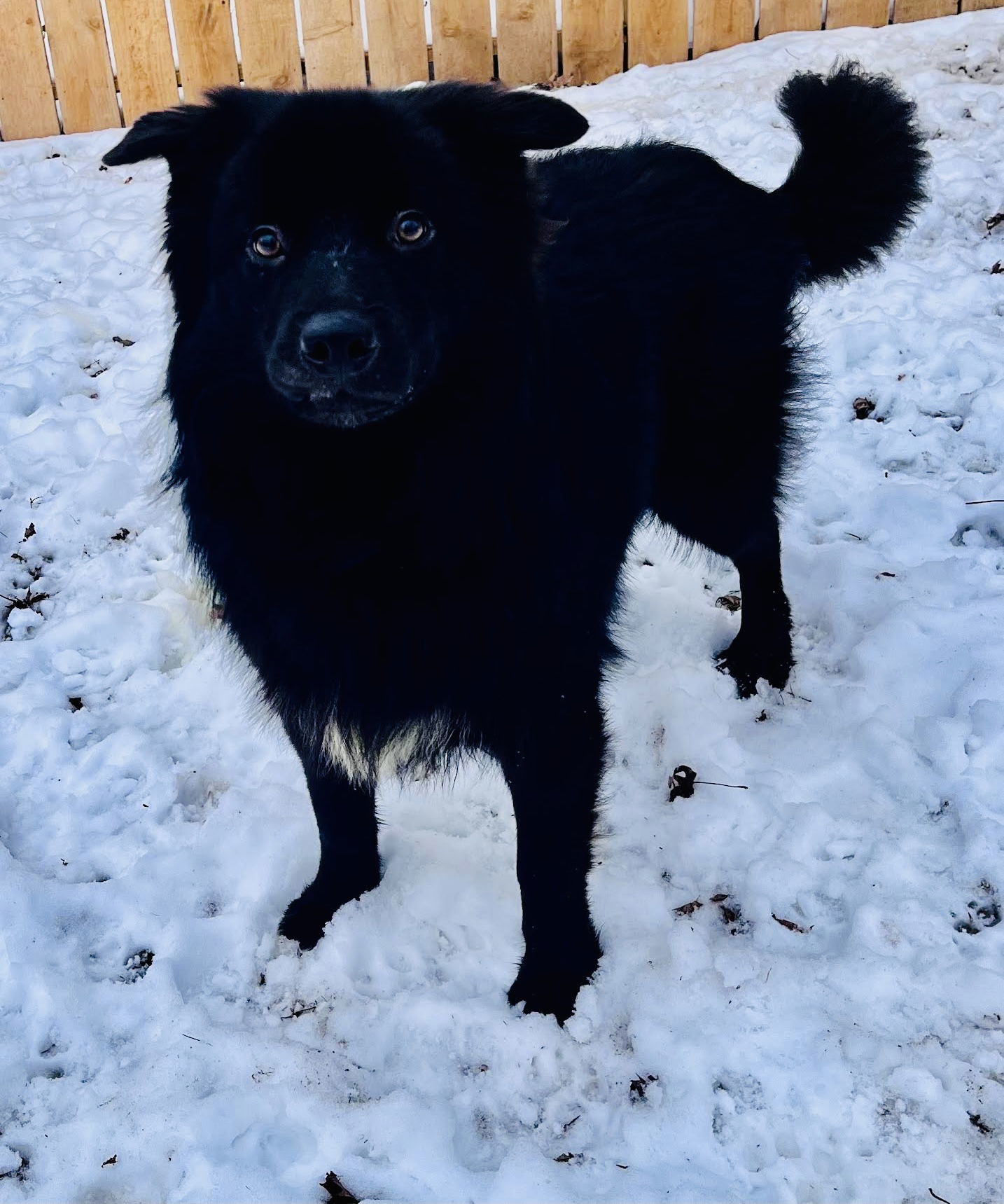 Frankey, an adoptable Spitz, Border Collie in Savage, MN, 55378 | Photo Image 3