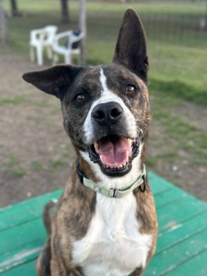 Thor, Adult Male unknown