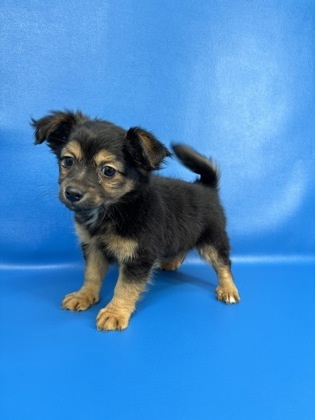 Nika, an adoptable Pekingese, Mixed Breed in Morton Grove, IL, 60053 | Photo Image 1