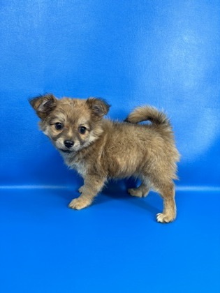 Nifty, an adoptable Pekingese, Mixed Breed in Morton Grove, IL, 60053 | Photo Image 1