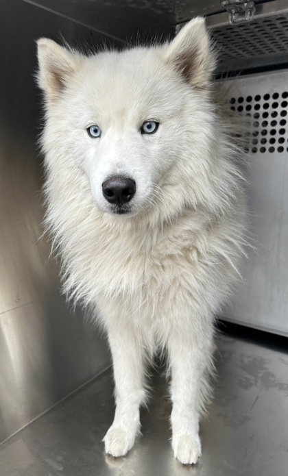 57619213, an adoptable Samoyed, Mixed Breed in Fort Worth, TX, 76119 | Photo Image 1