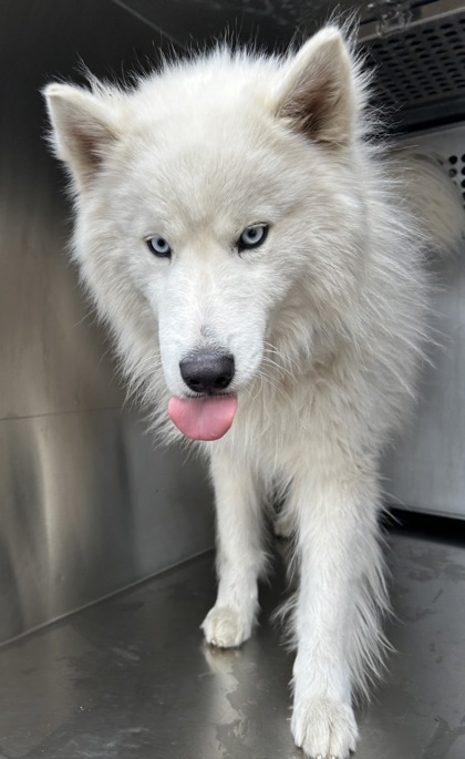 57619213, an adoptable Samoyed, Mixed Breed in Fort Worth, TX, 76119 | Photo Image 2