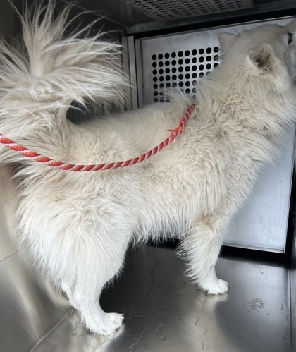 57619213, an adoptable Samoyed, Mixed Breed in Fort Worth, TX, 76119 | Photo Image 3