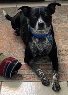 Shiva, Adult Female Terrier