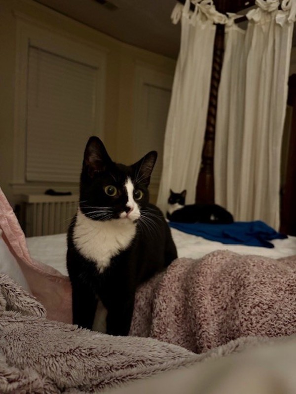 Jamie Fka Trash Kitty