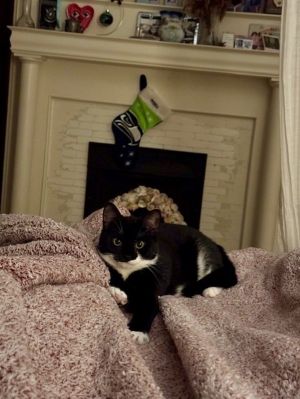 Charlie Fka Trash Panda, Young Female Domestic Short Hair