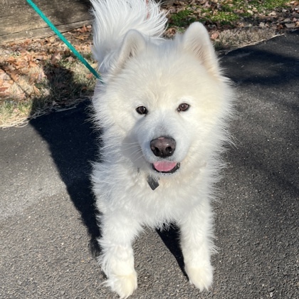 Apollo, an adoptable Samoyed, Mixed Breed in New Hope, PA, 18938 | Photo Image 1