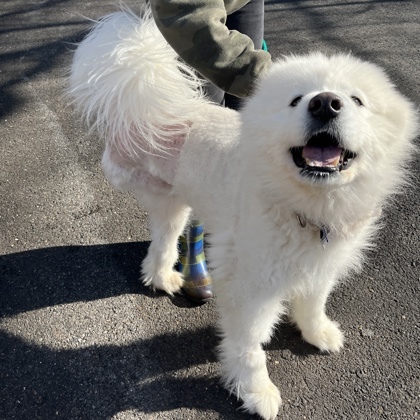 Apollo, an adoptable Samoyed, Mixed Breed in New Hope, PA, 18938 | Photo Image 2