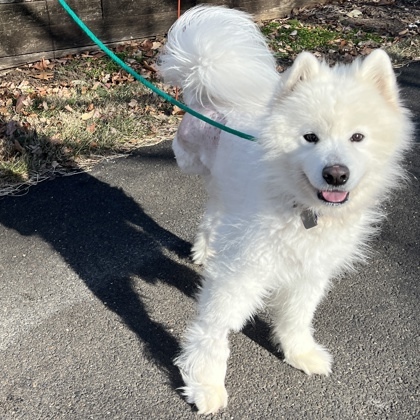 Apollo, an adoptable Samoyed, Mixed Breed in New Hope, PA, 18938 | Photo Image 3