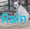 Rain photo 1