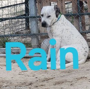 Rain, Adult Female unknown