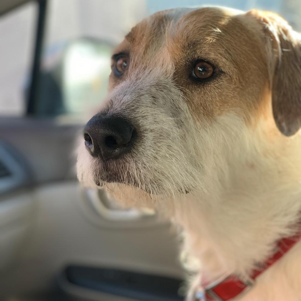 Cruiser, an adoptable Terrier in Corvallis, OR, 97330 | Photo Image 2