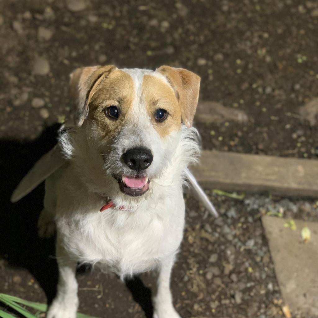 Cruiser, an adoptable Terrier in Corvallis, OR, 97330 | Photo Image 5