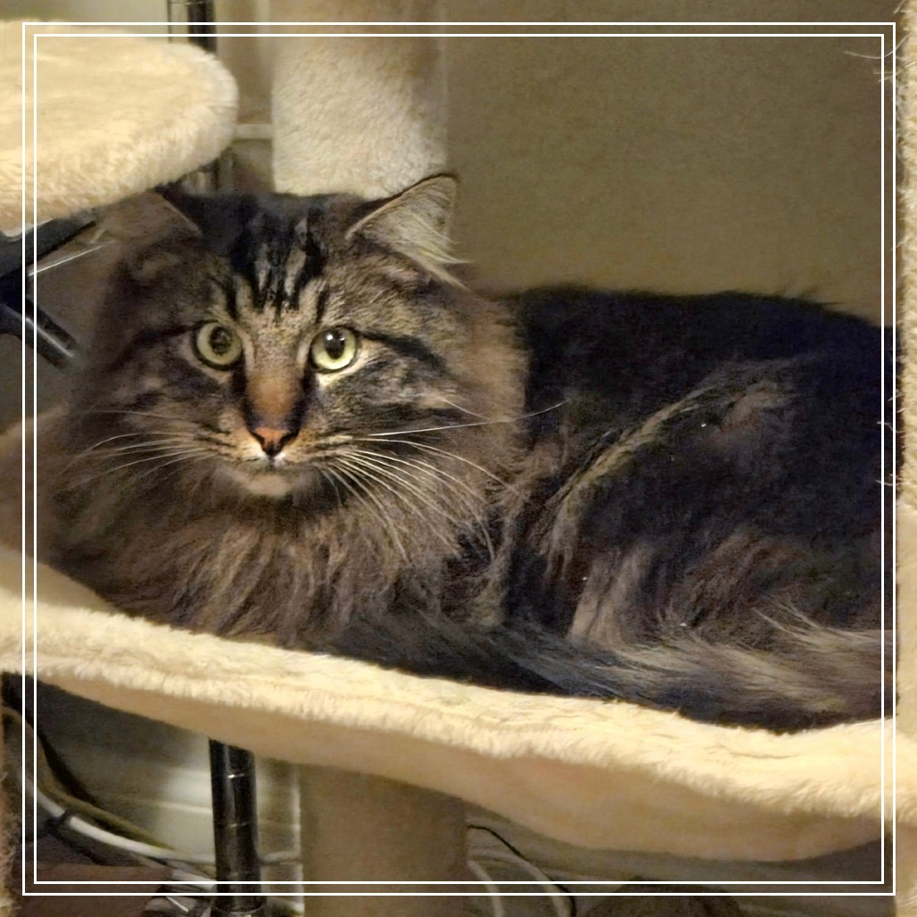 Simba, an adoptable Domestic Long Hair in Prescott, AZ, 86304 | Photo Image 1
