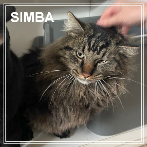 Simba, an adoptable Domestic Long Hair in Prescott, AZ, 86304 | Photo Image 3