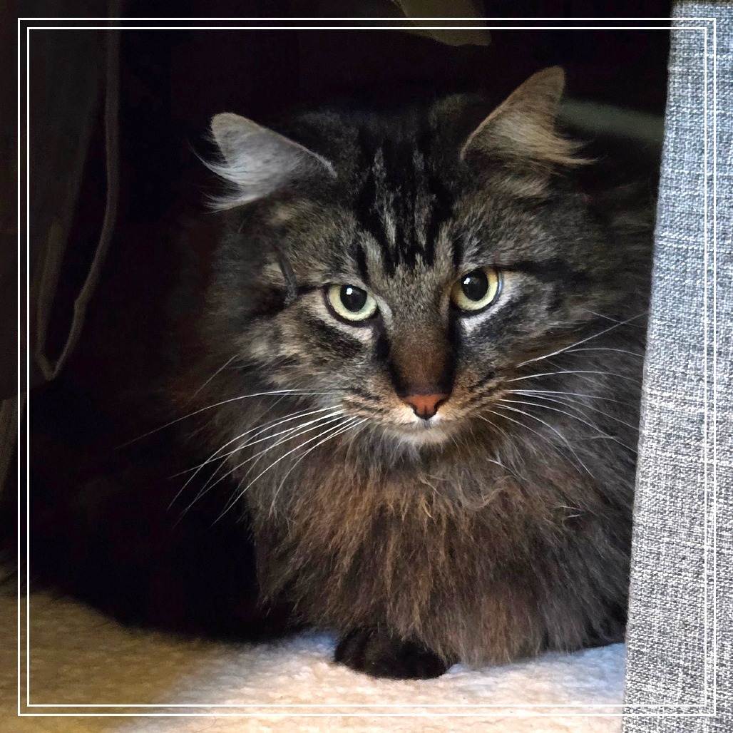 Simba, an adoptable Domestic Long Hair in Prescott, AZ, 86304 | Photo Image 4