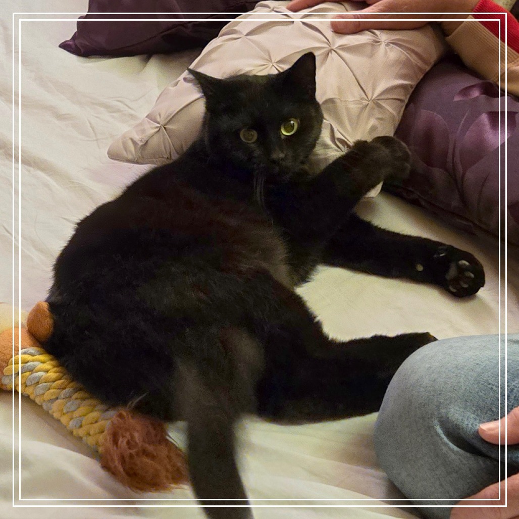 Kulo, an adoptable Domestic Short Hair in Prescott, AZ, 86304 | Photo Image 1