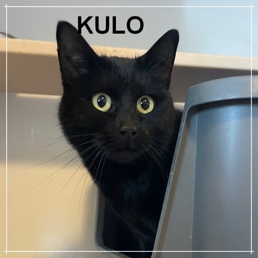 Kulo, an adoptable Domestic Short Hair in Prescott, AZ, 86304 | Photo Image 2