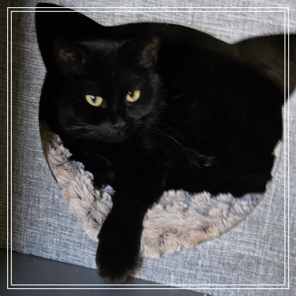 Kulo, an adoptable Domestic Short Hair in Prescott, AZ, 86304 | Photo Image 4