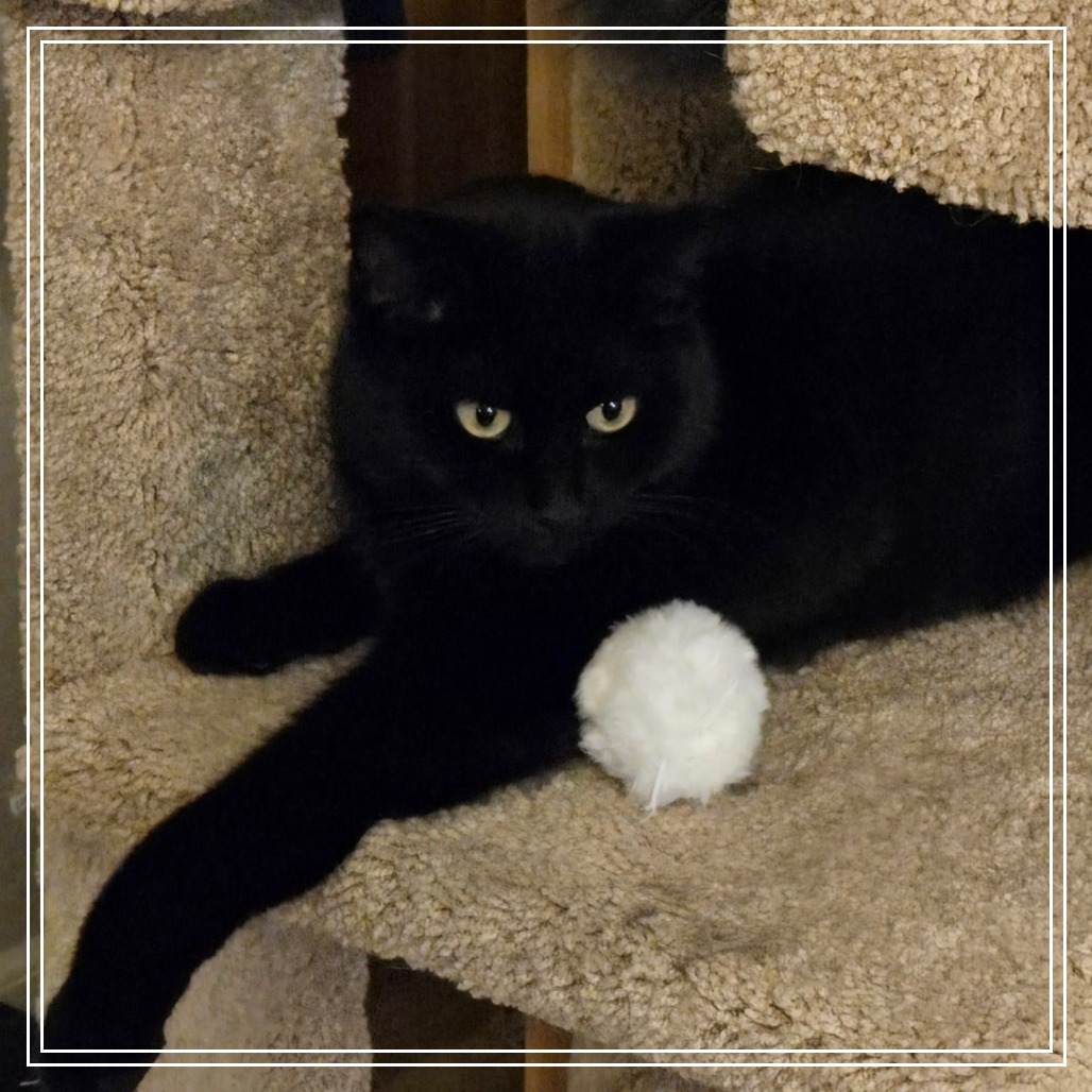 Kulo, an adoptable Domestic Short Hair in Prescott, AZ, 86304 | Photo Image 5