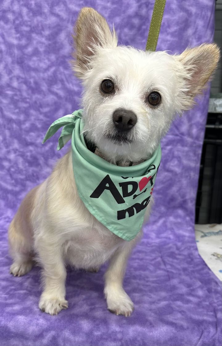 Dog for adoption - Mushroom, a Maltese & Schnauzer Mix in Palo Alto, CA ...