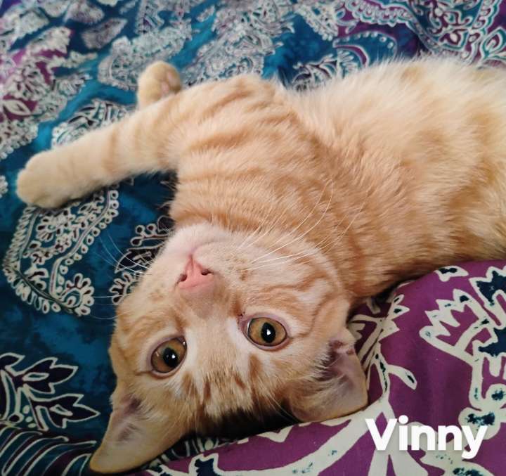 Vinny 1