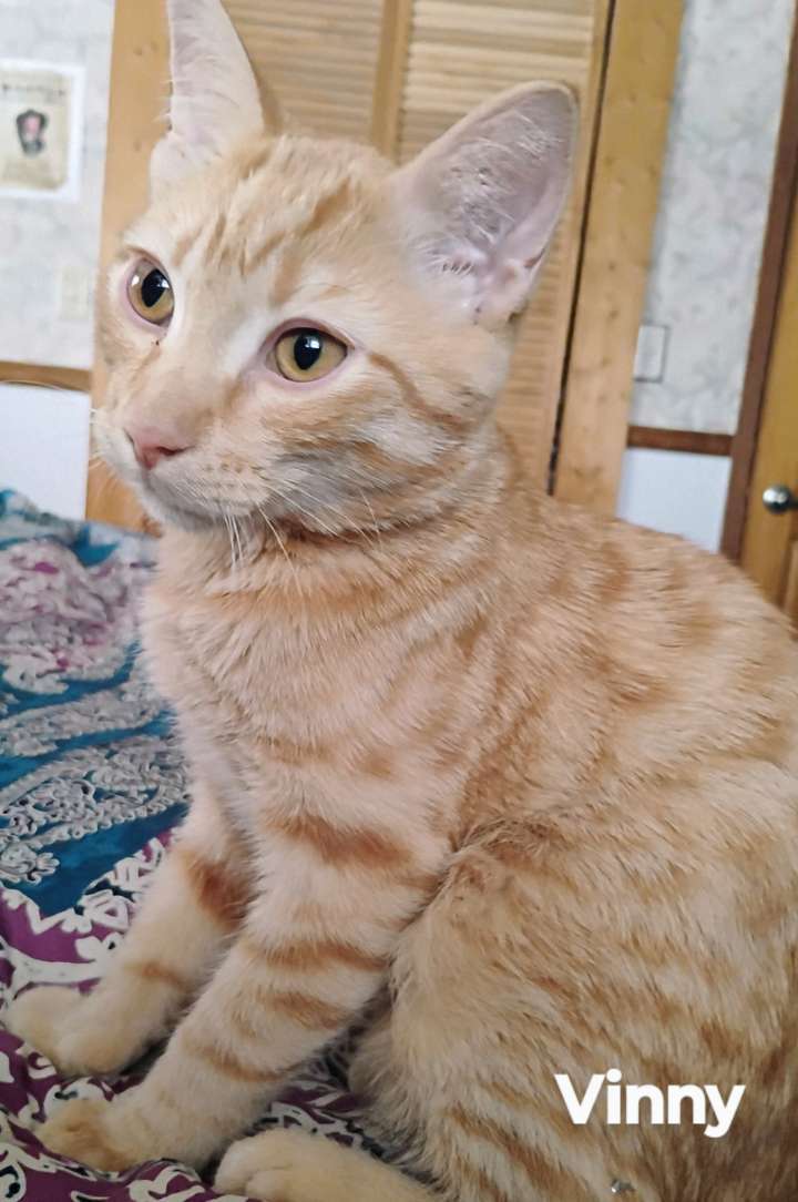 Vinny 2