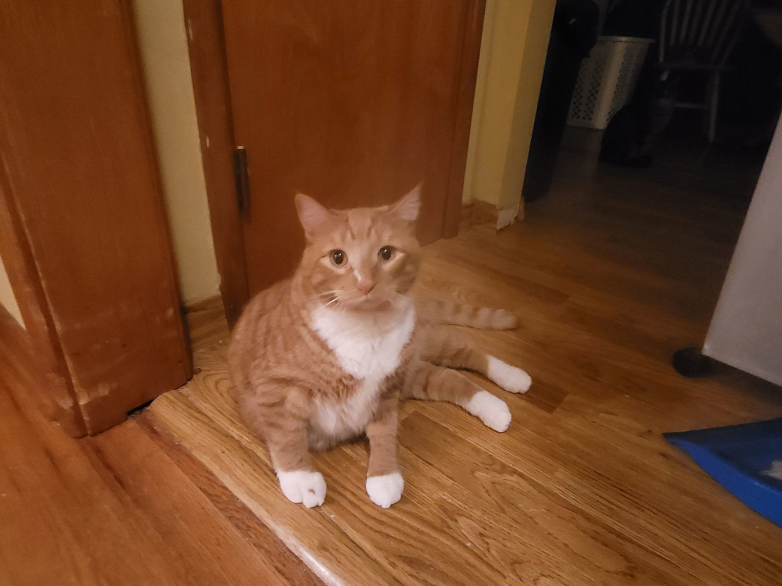Goose
