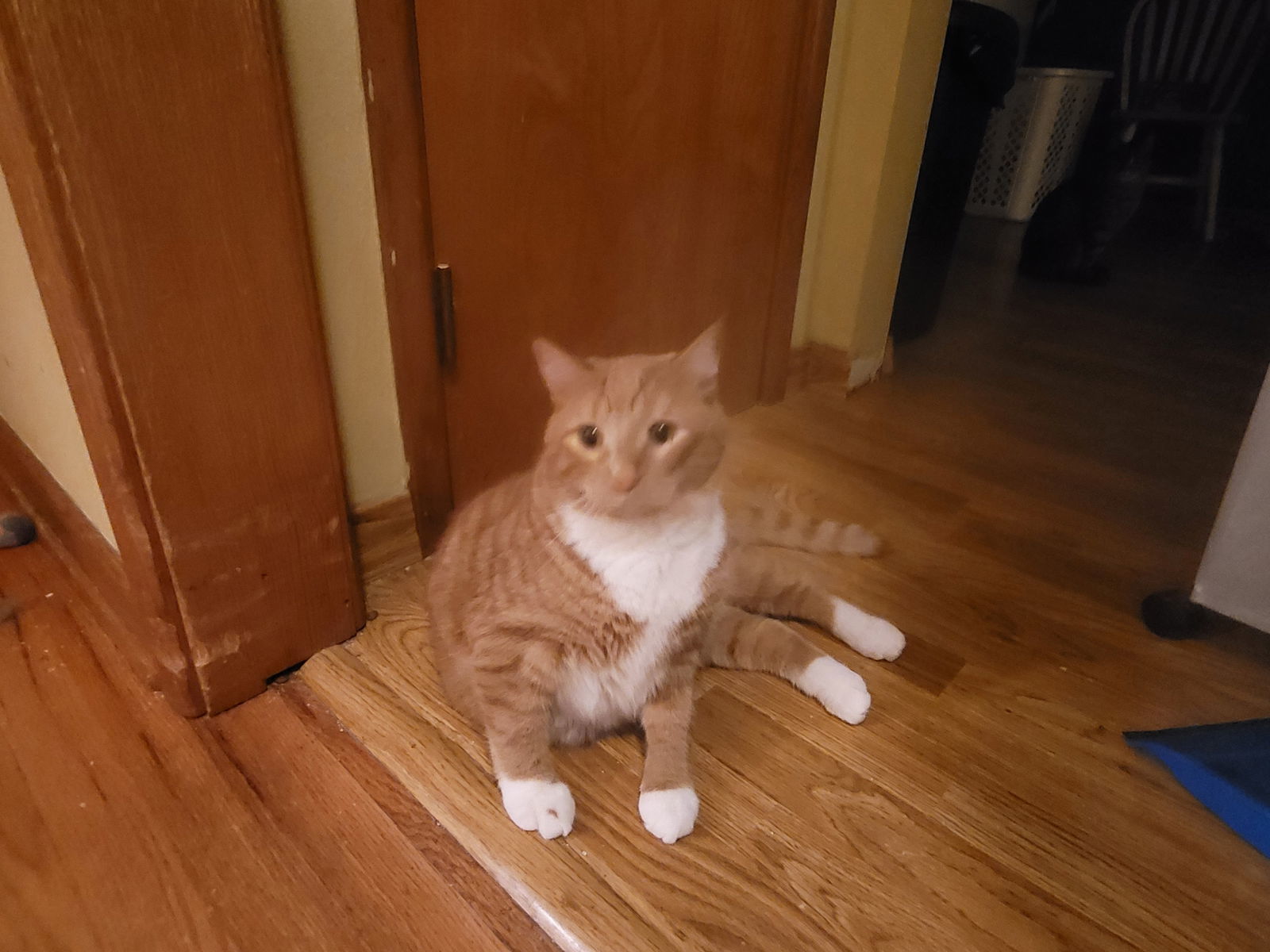 Goose