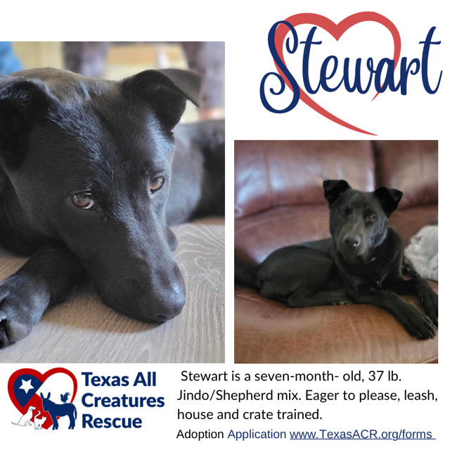 Stewart, an adoptable Jindo, German Shepherd Dog in Alvarado, TX, 76009 | Photo Image 1