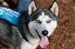 Casper, Young Male Siberian Husky