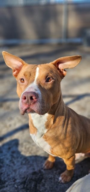 Gabriel, Young Male Boxer