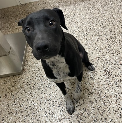 Love, an adoptable Mixed Breed in Pendleton, OR, 97801 | Photo Image 1