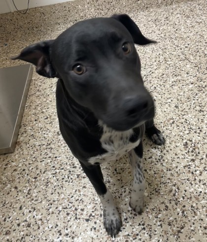 Love, an adoptable Mixed Breed in Pendleton, OR, 97801 | Photo Image 2