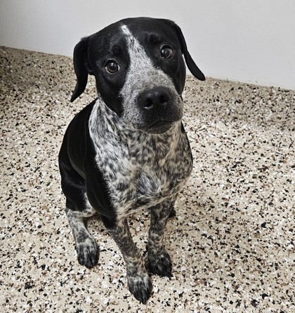 Chunk, an adoptable Mixed Breed in Pendleton, OR, 97801 | Photo Image 1