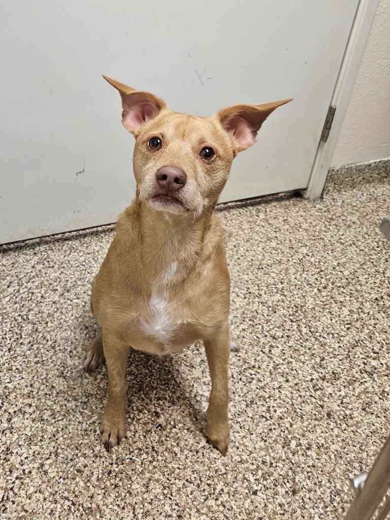 Toffee, an adoptable Terrier, Mixed Breed in Pratt, KS, 67124 | Photo Image 1