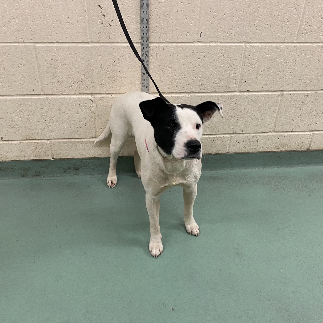 Gemma (Formerly Royal)