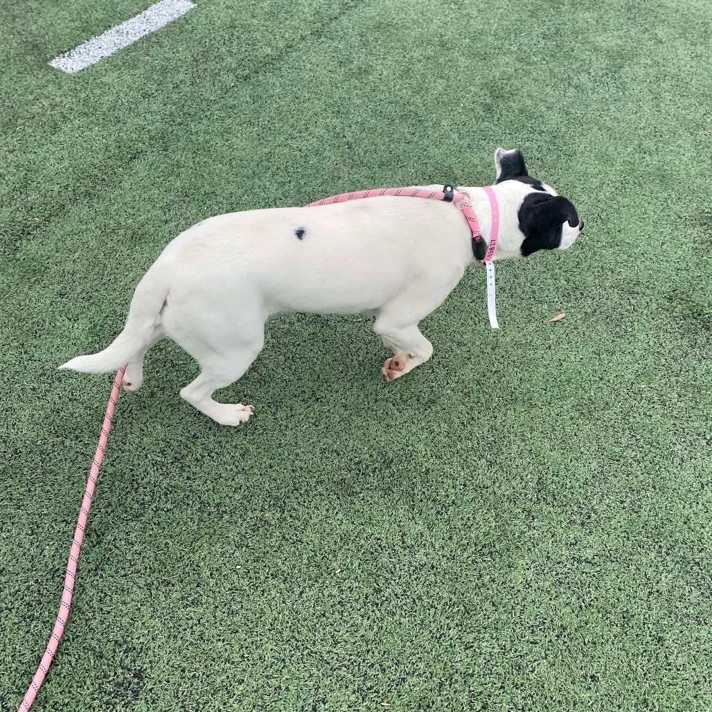 Gemma (Formerly Royal)