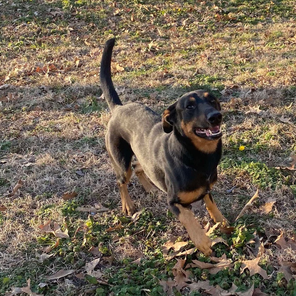 Rocky