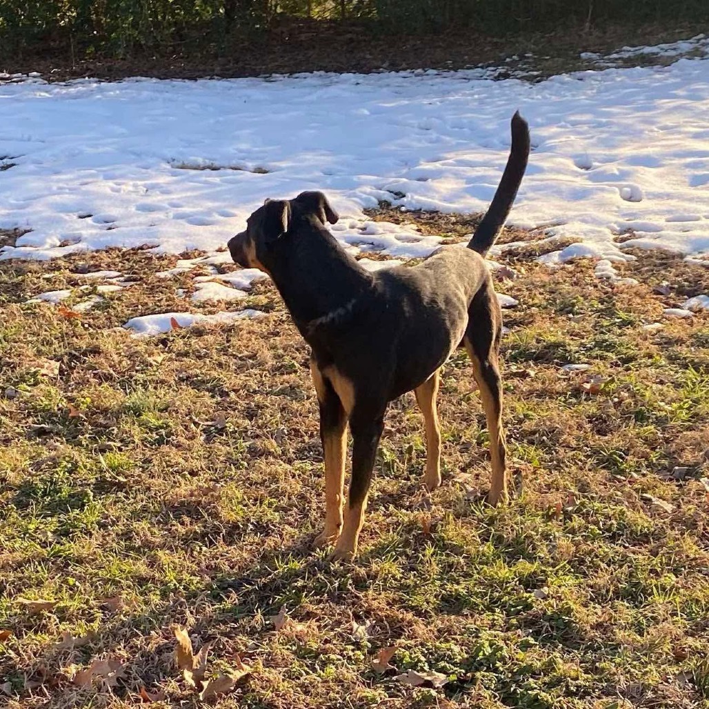 Rocky
