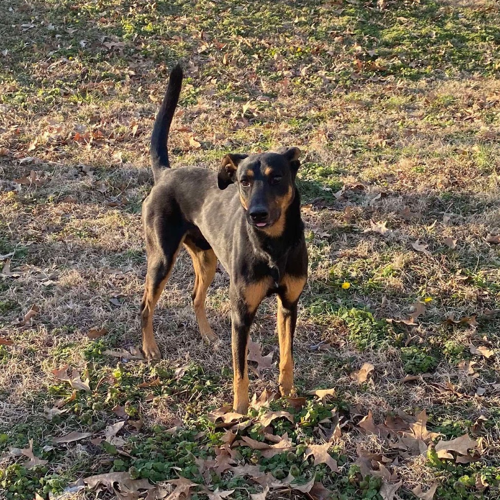 Rocky