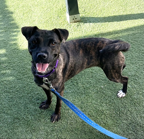 Rockette, an adoptable Puggle in Oceanside, CA, 92054 | Photo Image 1