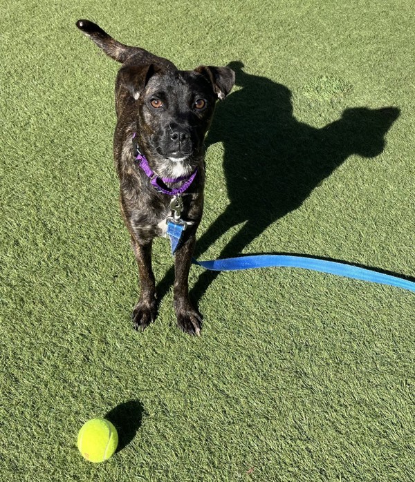 Rockette, an adoptable Puggle in Oceanside, CA, 92054 | Photo Image 2