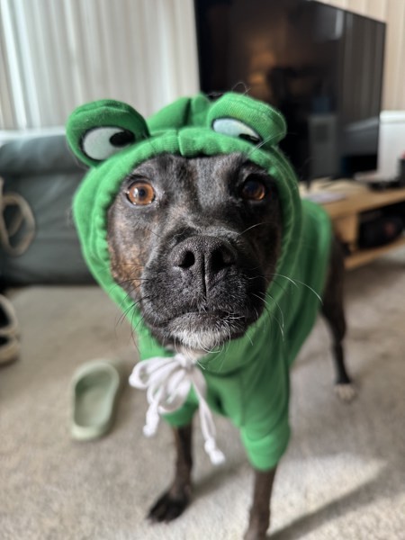 Rockette, an adoptable Puggle in Oceanside, CA, 92054 | Photo Image 4